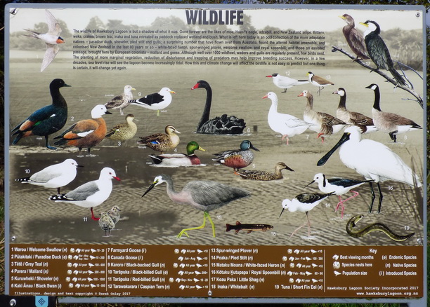 Hawksbury lagoon at Waikouaiti with a great selection of sea birds
